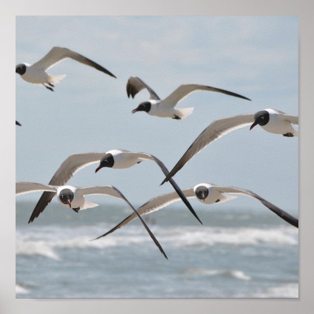 Flock von Seagulls am Meer Poster (Vorne)