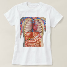 Flockige Express® Organ-Anatomie-Frau