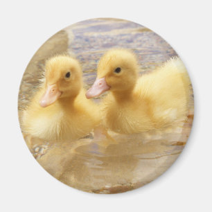 Flockige gelbe Entlein Getty Bild- Magnet
