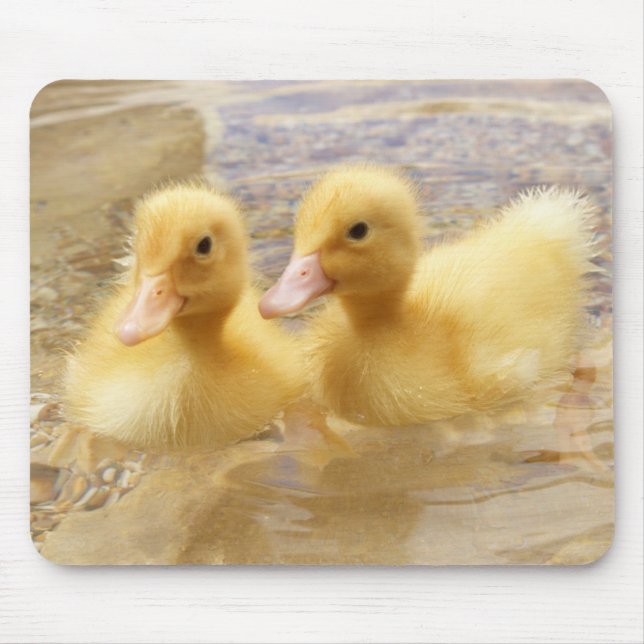 Flockige gelbe Entlein Getty Bild-| Mousepad (Vorne)
