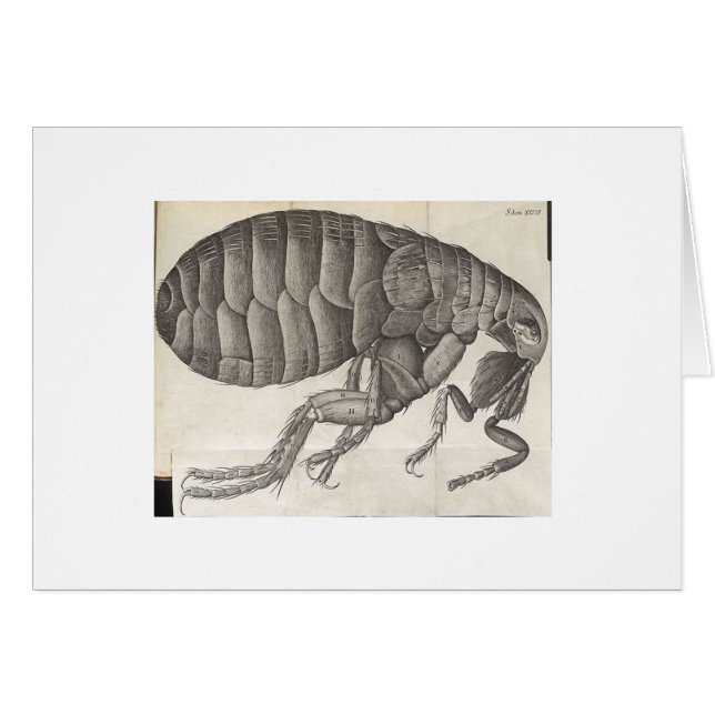 Floh (Vorderseite (Horizontal))