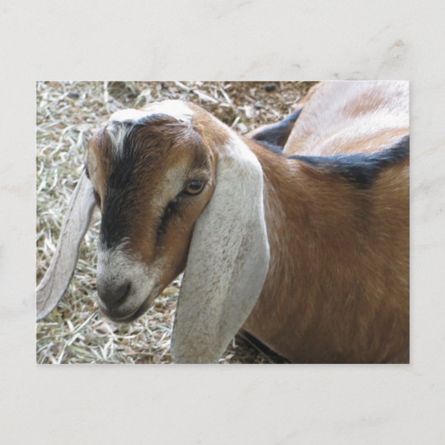 Floppy-Eared Goat Postkarte (Vorderseite)