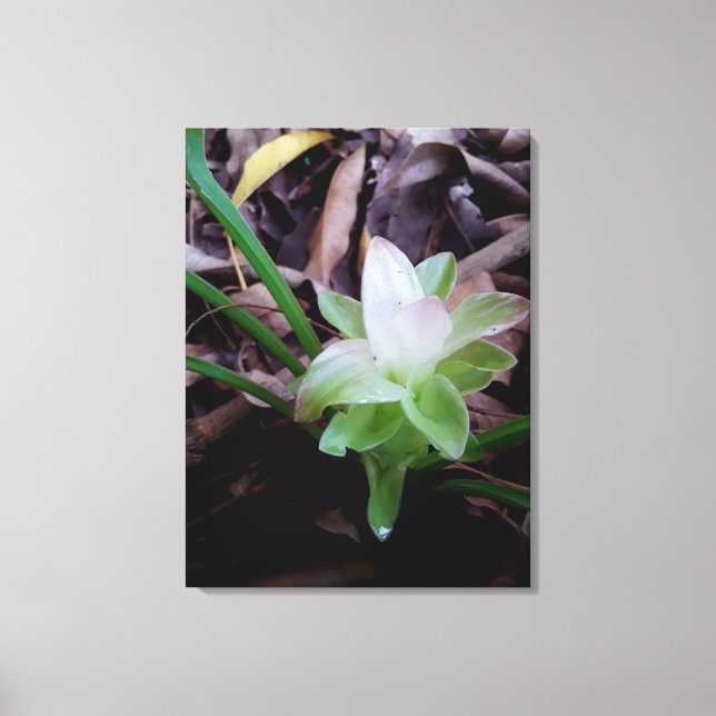 flor de açafrão da-terra leinwanddruck (Vorderseite)