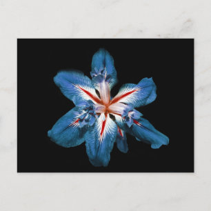 "Flor de la Mar" - Postkarte