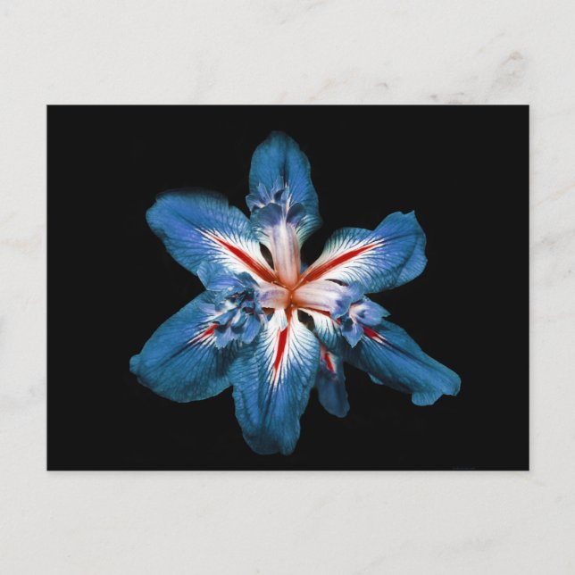 "Flor de la Mar" - Postkarte (Vorderseite)
