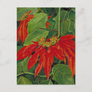 Flor de Pascua oder Osterfeier, berühmte Blume, Postkarte