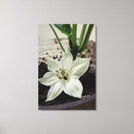 flor de pimentão leinwanddruck