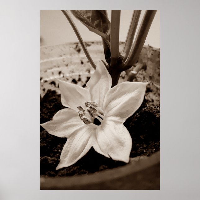 flor de pimentão - old poster (Vorne)