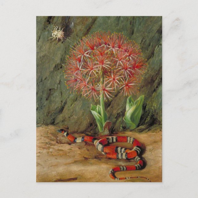 Flor Imperiale, Coral Snake and Spider, Brasilien Postkarte (Vorderseite)