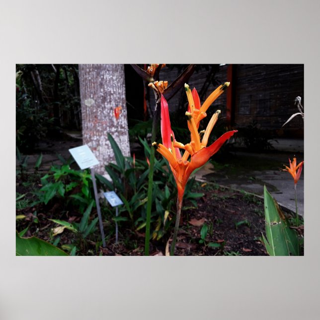 flor laranjada poster (Vorne)