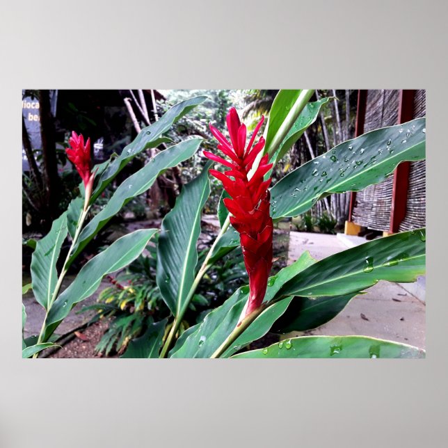 flor vermelha poster (Vorne)