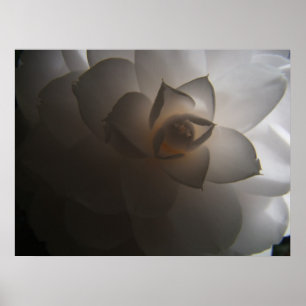 Flora Dramatica Poster