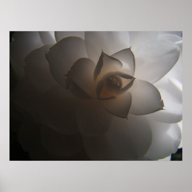 Flora Dramatica Poster (Vorne)