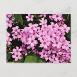 Flora flowers - Postcard Postkarte<br><div class="desc">Postcard with picture of clover flowers. Ideal for opportuny!</div>