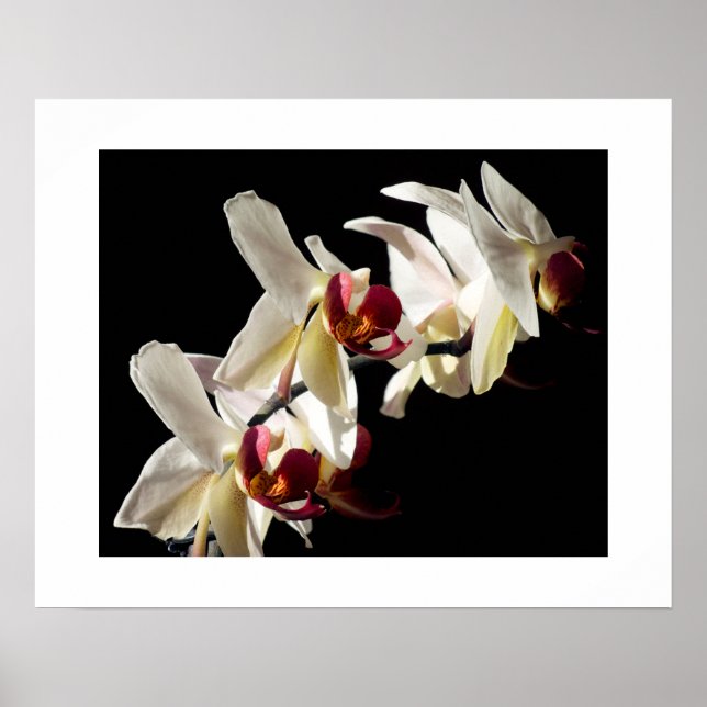 Flora Highlights Weißer Phalaenopsis Orchideen Poster (Vorne)