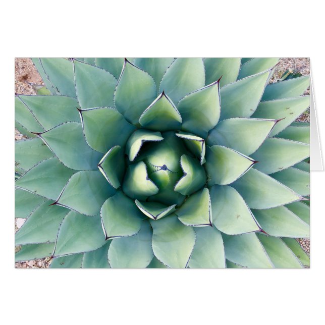 Flora in Rocks in Deming, NM (Vorderseite (Horizontal))