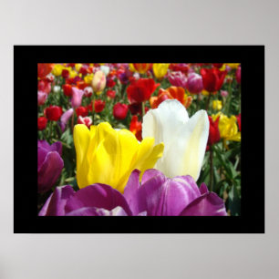 Floral art prints Colorful Tulip Flowers Garden Poster