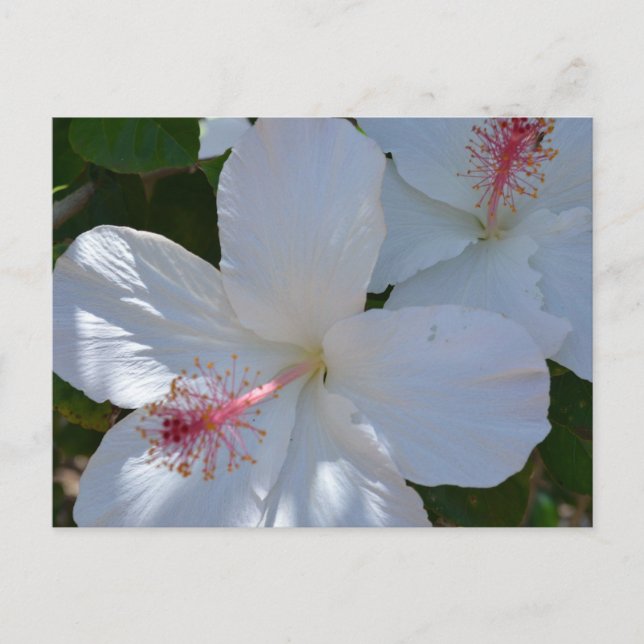 Floral Duft Postkarte (Vorderseite)