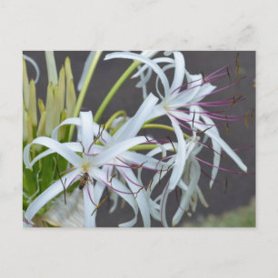 Floral Duft Postkarte