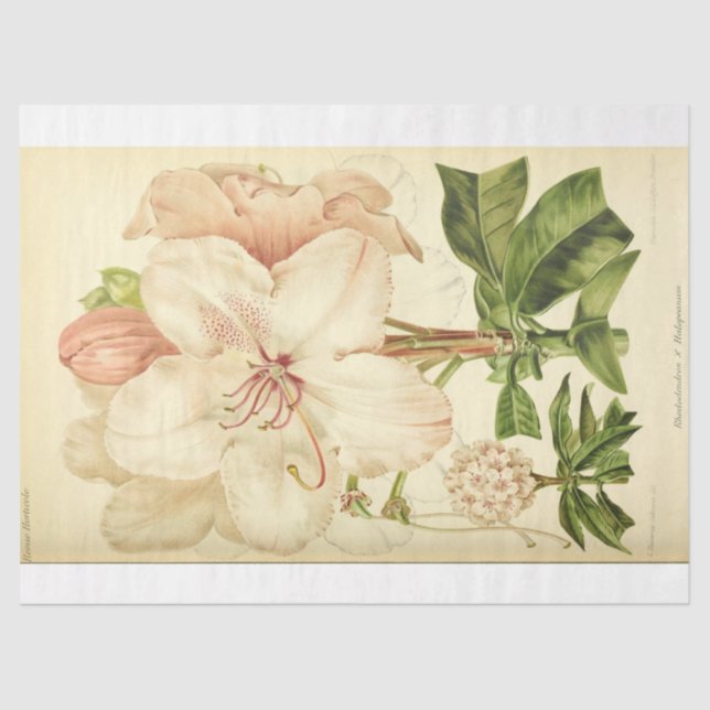 Floral Ephemera Decoupage Pink White Rhododendron Seidenpapier (Vorderseite)