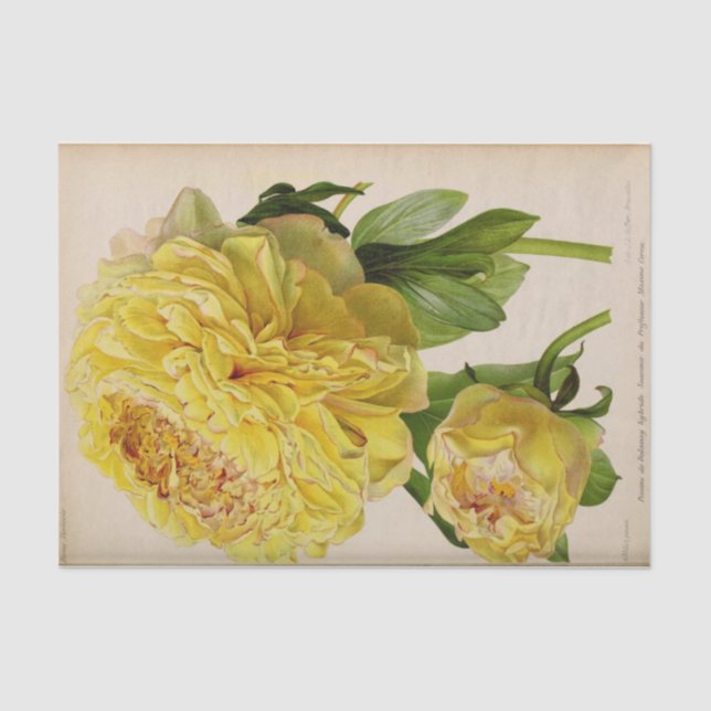 Floral Ephemere Decoupage Gelbe Rosen Seidenpapier (Vorderseite)