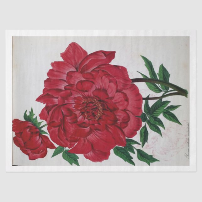 Floral Ephemere Decoupage Rosa Rosa Blume Seidenpapier (Vorderseite)