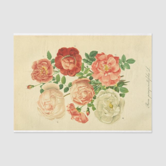 Floral Ephemere Decoupage White Pink Roses Seidenpapier (Vorderseite)