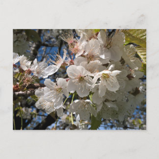 Floral Foto Postkarte mit weißer Blume