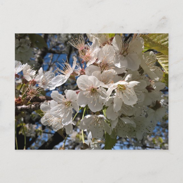 Floral Foto Postkarte mit weißer Blume (Vorderseite)