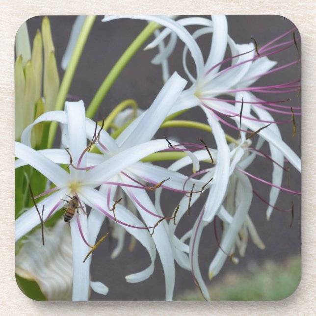 Floral Fragrance Cork Untersetzer (Vorderseite)