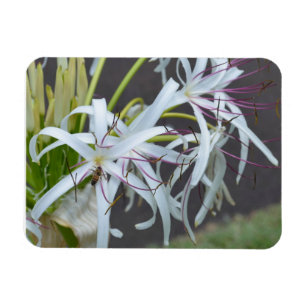 Floral Fragrance Magnet