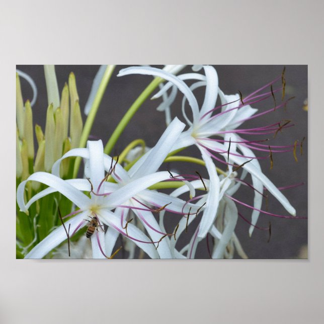 Floral Fragrance-Plakat Poster (Vorne)