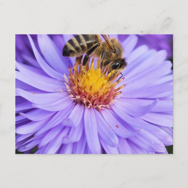 Floral Garden Park Peace Liebe Postkarte (Vorderseite)