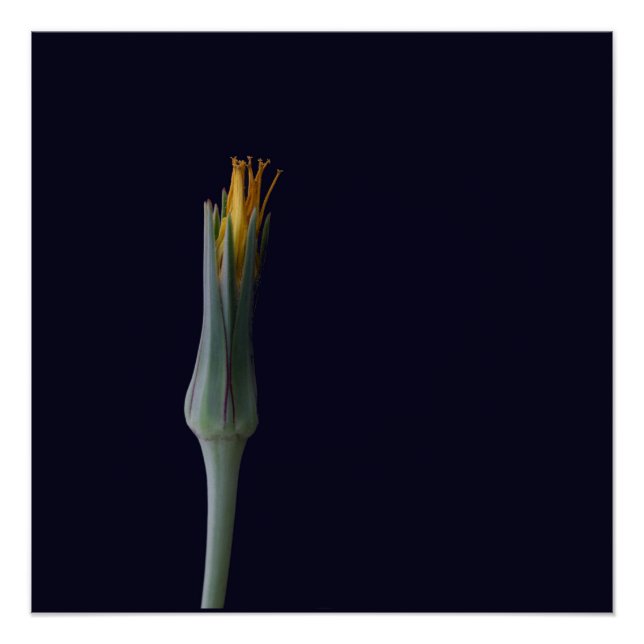 Floral Hidden Beauty Poster (Vorderseite)