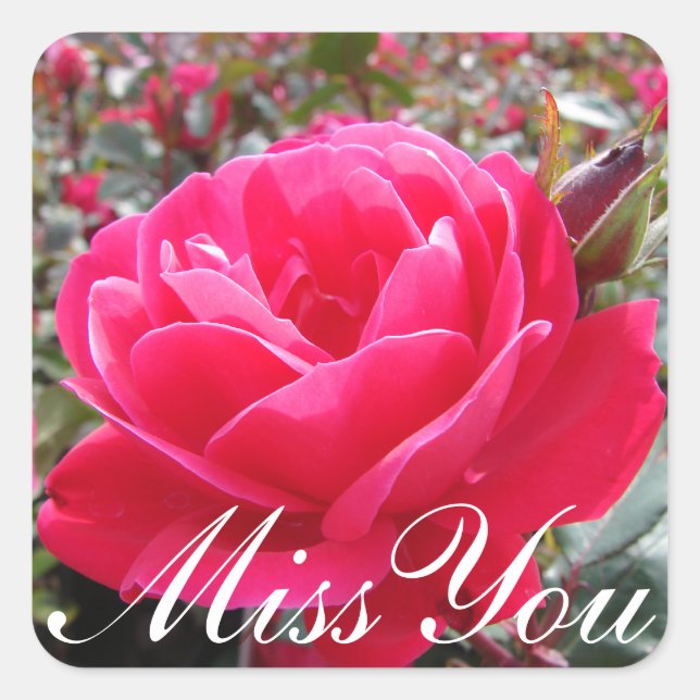 Floral Miss You Pink Rose Blume Quadratischer Aufkleber (Vorderseite)