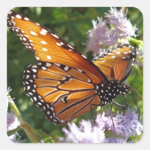 Floral Orange Monarch Butterfly Foto Blume Quadratischer Aufkleber