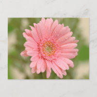 Floral Pink Gerbera Daisy Blume Liebe