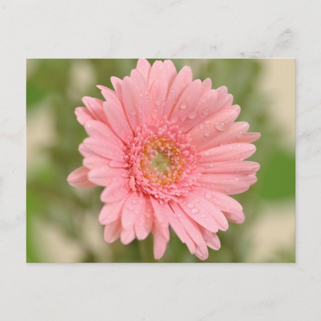 Floral Pink Gerbera Daisy Blume Liebe Postkarte (Vorderseite)
