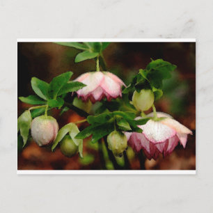 Floral - Pink Hellebohrungen Postkarte