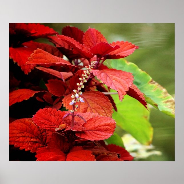 Floral Pond Poster (Vorne)