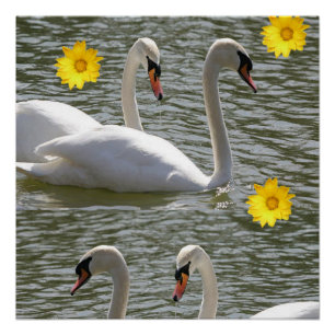 Floral Poster Swan