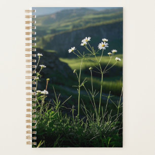 Floral Weiße Daisy Natur Landschaft Planer