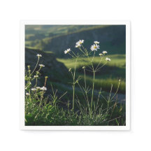 Floral Weiße Daisy Natur Landschaft