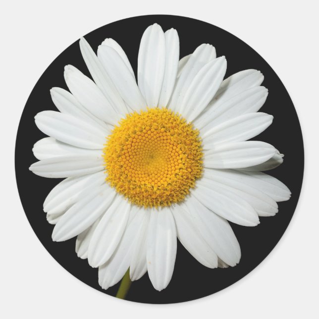 Floral White Daisy Blume Black Wedding Party Runder Aufkleber (Vorderseite)