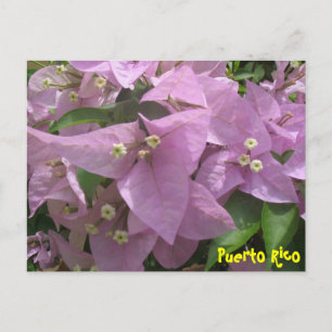 Florale Postkarte 3