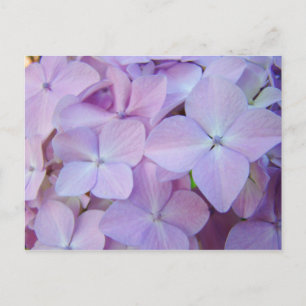 Florale Postkarten Lavender Lila Hydrangea Blume