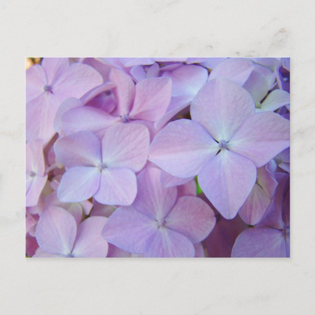 Florale Postkarten Lavender Lila Hydrangea Blume (Vorderseite)