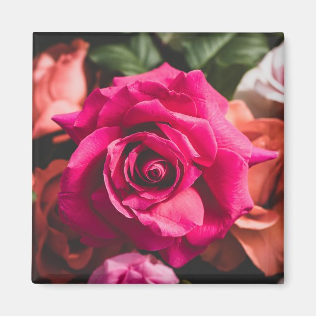 Florale rosa Rosenblüten Magnet (Vorne)