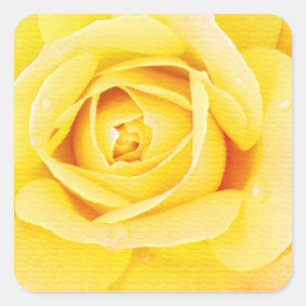Florale Rosenblume Orange Gelb Ostern Frühling Quadratischer Aufkleber