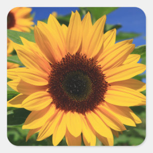Florale Sonnenblumen-Gelb-Blumen-Aufkleber Quadratischer Aufkleber